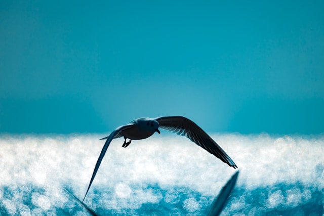 photographer tracking bird flight action photography