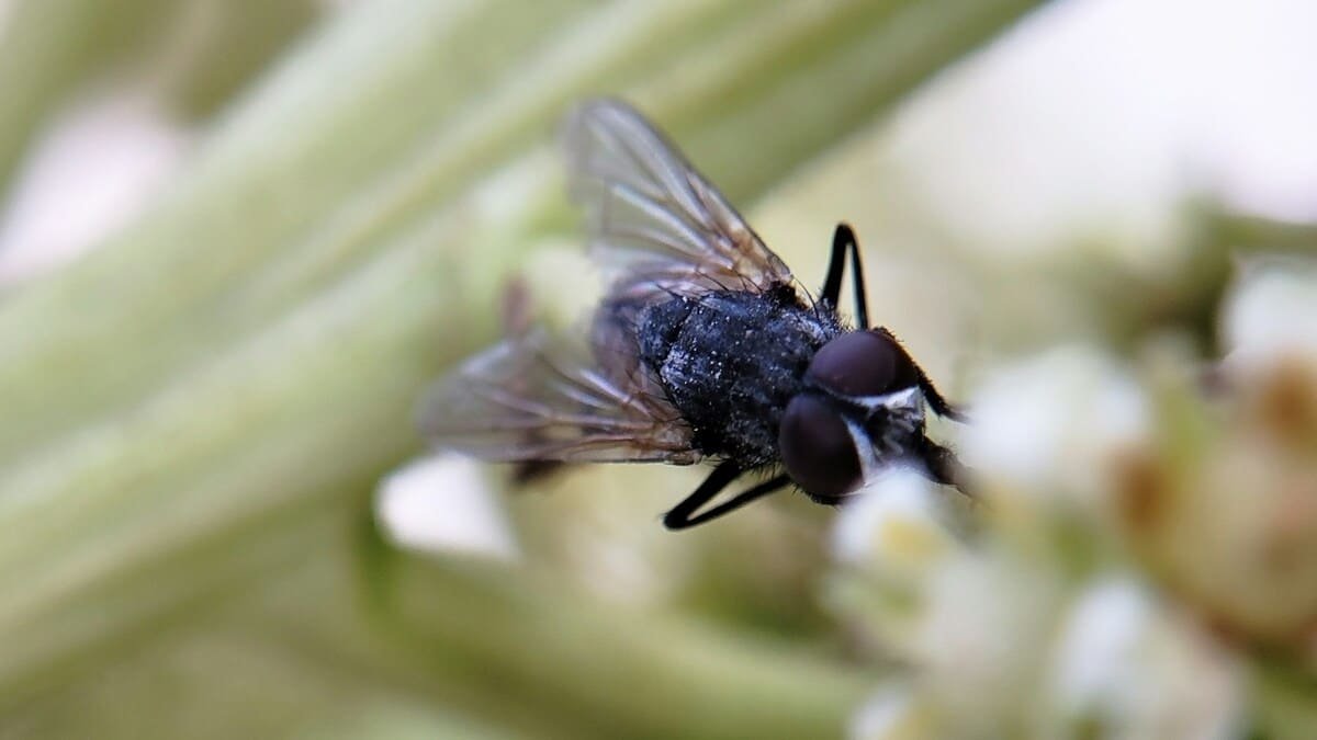 macro lens photography insect flower close up