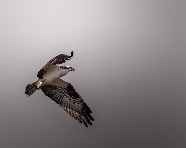 wildlife bird flight sharp focus action