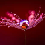 Lighting Macro Photography