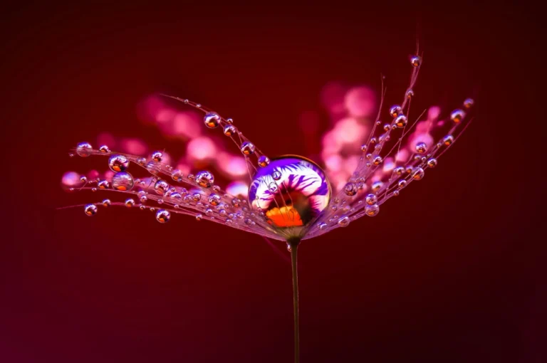 Lighting Macro Photography