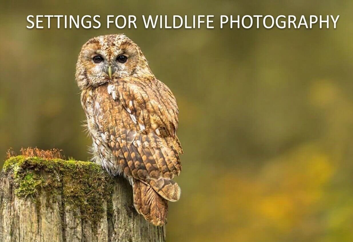 Settings for Wildlife Photography